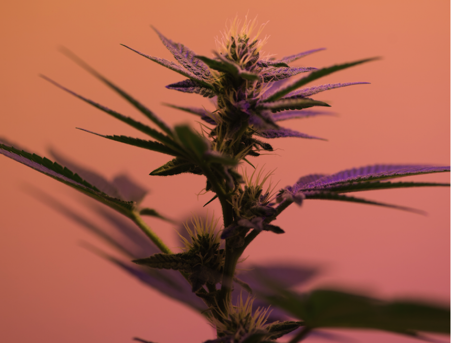 Can Hemp Clean Up Radiation from Fukushima Disaster?