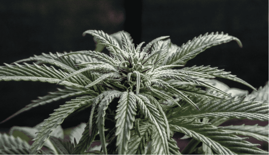 Share Marijuana’s Deep Medicinal Roots to Dispel Stigma