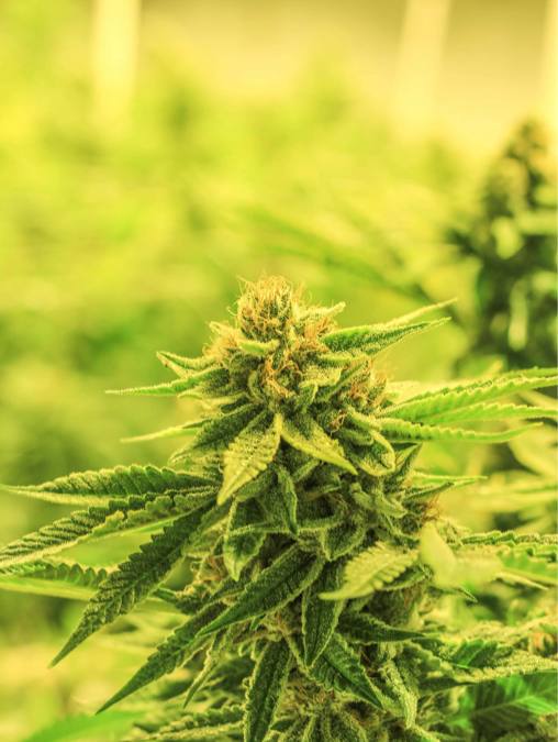 Federal Reclassification or Declassification of Cannabis: If Not Now, When?