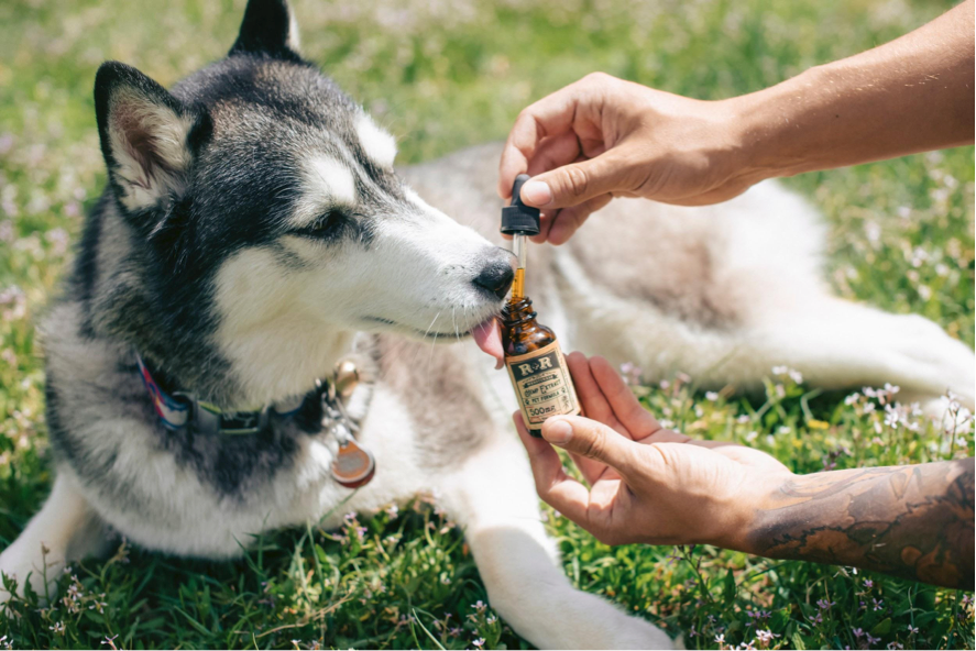 Owners Turn to CBD For Pet Health